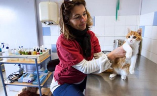 L'homme interpellé vendredi à Marseille, après la diffusion de vidéos sur internet le montrant jetant un chat en l'air à plusieurs reprises, a été condamné lundi par le tribunal correctionnel à un an de prison ferme.