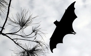 La présence d'une espèce protégée de chauve-souris a entraîné une association à poser un recours contre l'installation d'un village d'accueil pour réfugiés.
