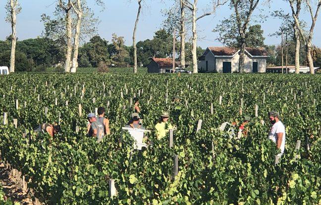 Gironde : Des vendanges précoces pour éviter une « surmaturité » des raisins, après un été très chaud