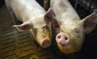 Deux cochons de l'élevage de porc de Nicolas Leborgne de Pluduno, dans les Côtes-d'Armor, le 2 mars 2015
