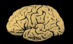 Une coupe latérale d'un cerveau