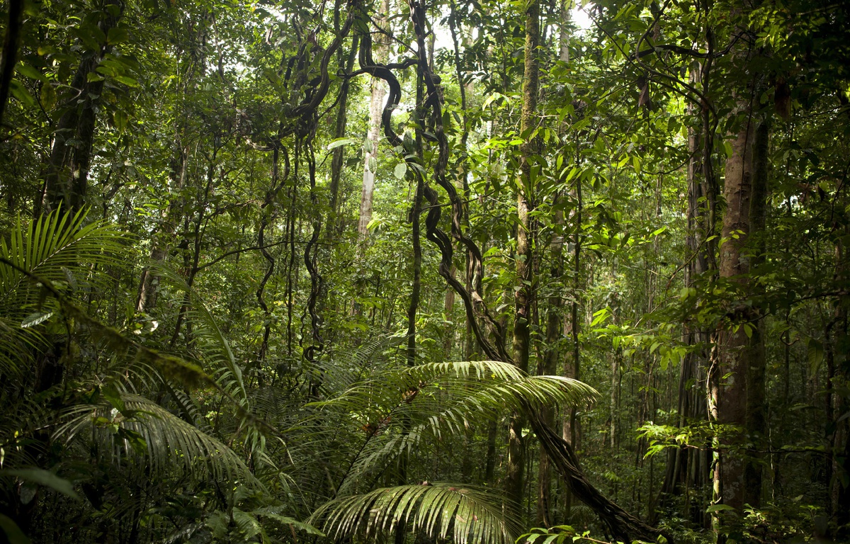 Découverte de traces d'une ancienne civilisation méconnue en Amazonie