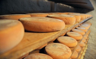 Les toxi-infections alimentaires causées par les salmonelles se traduisent par des troubles gastrointestinaux