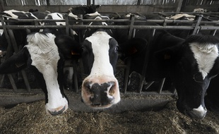 Illustration vaches laitières.