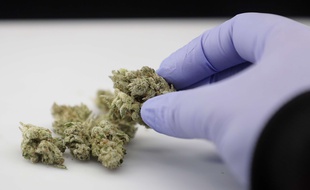 Dans la maison en ruines se trouvait un laboratoire de cannabis. Illustration.