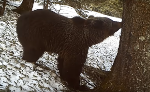 L'un des ours observé par les caméras de l'ONCFS.