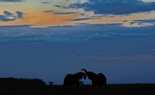 L'ivoire des éléphants, massacrés au rythme de 20.000 à 30.000 par an, alimente essentiellement le marché chinois, et dans une moindre mesure thaïlandais