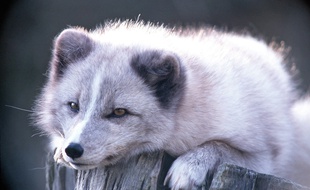 Un couple de renards polaires a pris ses quartiers au zoo de Lille.