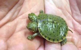 Thelma et Louise, une tortue à deux têtes qui vient de naître dans un zoo de San Antonio, aux Etats-Unis