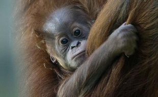 Matra, une femme orang-outang de 33 ans et sa petite Jolie, 15 semaines au zoo de Munich, Allemagne, le 27 octobre 2009.