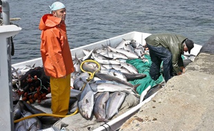 Un bateau de pêche espagnol ramène sa cargaison de thons rouges au port. (Photo illustration).