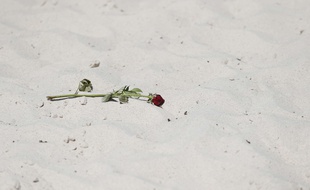 Une rose en hommage aux victimes de l'attentat sur la plage de Sousse le 27 juin 2015.