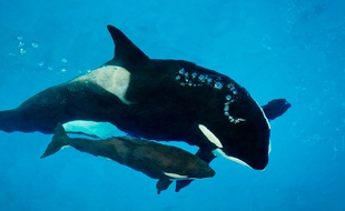 Kyara était née en avril dernier dans le parc américain.