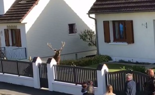 La scène du cerf battu dans l'Oise a été filmée par des militants d'Abolissons la vénerie aujourd'hui (AVA).