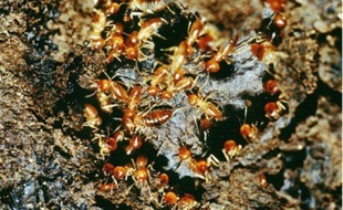 Des termites sur l'île de Madagascar. Les scientifiques ne connaissent que 1,8 million
des 8 à 30 millions d'espèces qui vivraient sur terre.