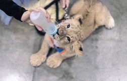 Les spécialistes alertent sur les nombreux lions domestiques en Thaïlande