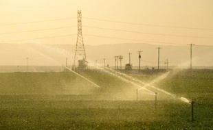 Arrosage de champs de carottes, le 29 mars 2015, à Kern County en Californie, Etat de l'ouest américain en proie à une intense sécheresse qui dure depuis quatre ans