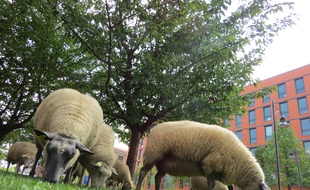 Les moutons ont été dérobés dans la pâture d'un particulier (illustration).