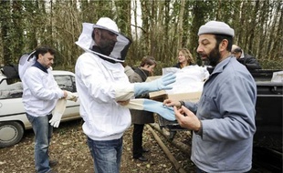 Le « rucher-école » des apiculteurs de Loire-Atlantique se trouve à Saint-Herblain et accueille de nombreux ateliers pratiques.