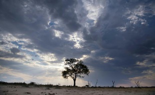 Un arbre et le ciel à perte de vue, le 16 novembre 2012 au parc national zimbabwéen de Hwange, où régnait le lion Cecil