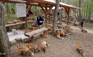 Zao Fox Village, au nord est du Japon.