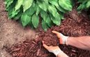 Voici les gestes essentiels à faire maintenant pour un paillage réussi cet automne