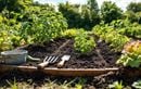 C’est maintenant qu’il faut régénérer votre sol potager fatigué : la méthode toute simple pour des légumes généreux cet été