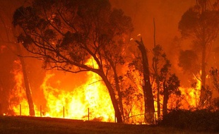 Alors que le sud-est de l'Australie connaît une vague de chaleur sans précédent depuis fin janvier, de violents feux de forêts se sont déclenchés le 7 février dernier.