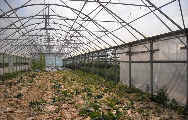 Alsace : Deux importants vols de légumes en une dizaine de jours chez des maraîchers