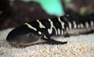 Un requin-zèbre, âgé de 10 jours. Photo prise le 10 juin 2013.
