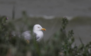 Un goéland dans le parc du Marquenterre, en Picardie.