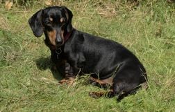 Deux chiens enfermés dans une voiture depuis deux jours sauvés par les pomp…