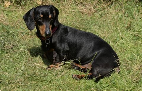 Deux chiens enfermés dans une voiture depuis deux jours sauvés par les pompiers