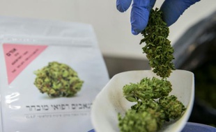 Une employée pèse des plants de cannabis dans l'enceinte de B.O.L (Breath of Life, souffle de vie) Pharma près de Kfar Pines en Israël, le 9 mars 2016