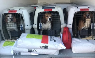 Au total, six beagles sont arrivés au refuge de Montpellier et autant à Vallérargues, dans le Gard.