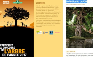 Un sophora du Japon, mais planté en Alsace, bien parti pour être élu arbre de l'année.