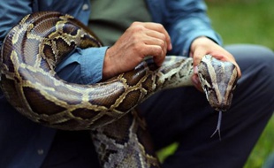 Le serpent, dont l'espèce compte parmi les plus gros serpents au monde, atteignait 47 kg sur la balance.
