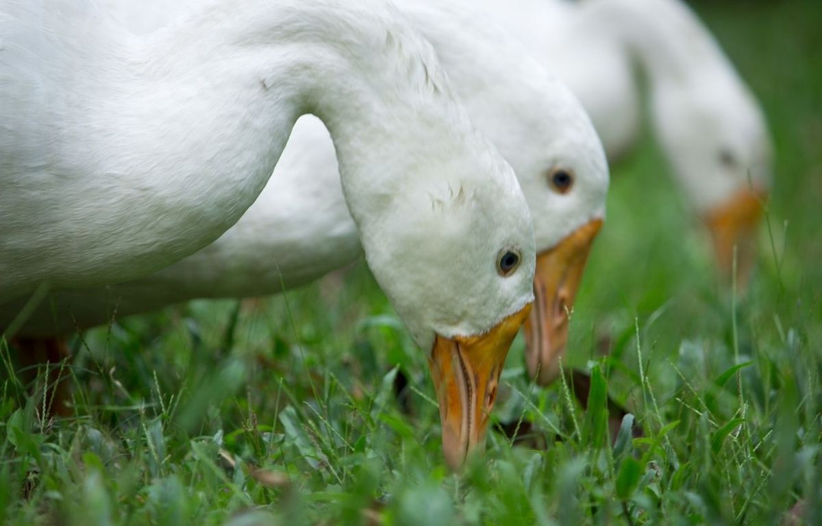 Du canard Le Gaulois rappelé pour un risque de Listeria