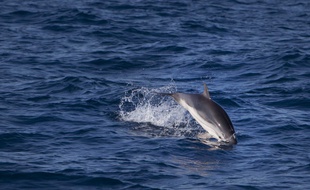 Illustration d'un dauphin. Ici, en mer méditerranée.