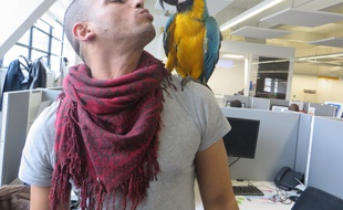 A Lyon, les salariés de SantéVet sont autorisés à venir travailler avec leurs animaux de compagnie. Ici Yacine et sa femelle perroquet, Ivy.