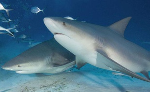 Deux requins bouledogues au large du Mexique