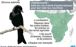 Le Drongo à raquette, un oiseau africain très futé