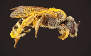 Une abeille de la sueur. Illustration.