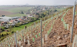 Les activités ont cessé depuis 1955 sur le terril 2bis à Bruay-la-Buissière. Une renaissance est en cours.