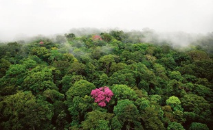 Une forêt vue du ciel.