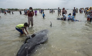 46 baleines pilotes ont péri, échouées sur la côte en Indonésie.