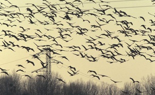 Des grues cendrées lors de leur migration annuelle, dans l'Est de la France.