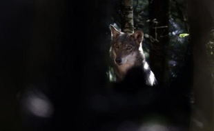 Le Collectif des éleveurs de la région des Causses, de la Lozère et leur environnement (Cercle) a déposé un recours devant le Conseil dÉtat contre les trois arrêtés nécessaires à la mise en uvre du plan loup 2013-2017, a-t-on appris dimanche auprès de l'association à Hures La Parade (Lozère).