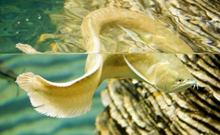 Pour résister aux impitoyables morsures des piranhas, l'arapaima, un gros poisson d'Amazonie, est équipé d'un gilet pare-dents composite, à la fois dur à l'extérieur et flexible à l'intérieur, a révélé une analyse aux rayons X menée par des chercheurs.