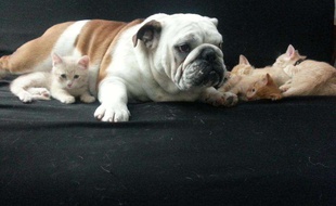 Un chien et des chats, illustration.